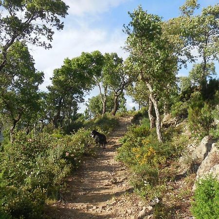 La Bergerie Villa La Garde-Freinet Kültér fotó